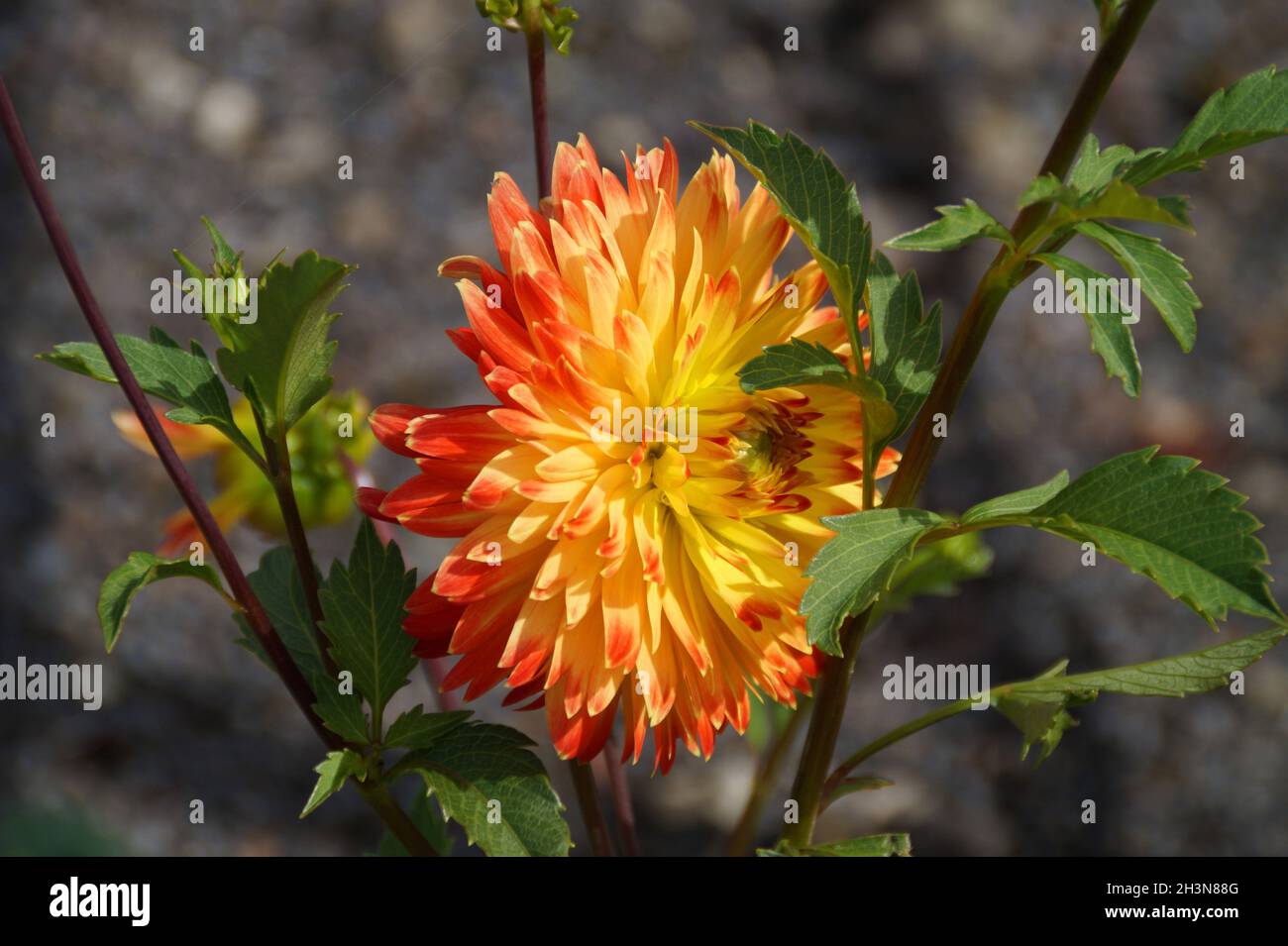 un grande fiore giallo dahlia illuminato dal sole con frangia arancione Foto Stock