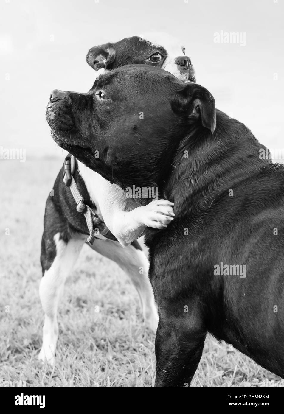 Boston Terrier cucciolo con le zampe intorno al grande collo di un Toro di Staffordshire Terrier. Sono hugging o wrestling. L'immagine è in bianco e nero Foto Stock