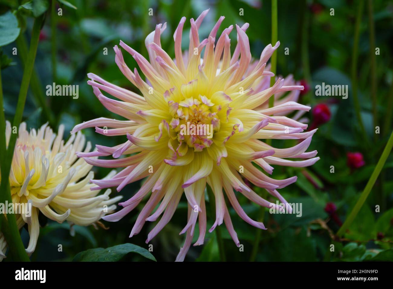 un grande fiore giallo dahlia con frangia rosa Foto Stock