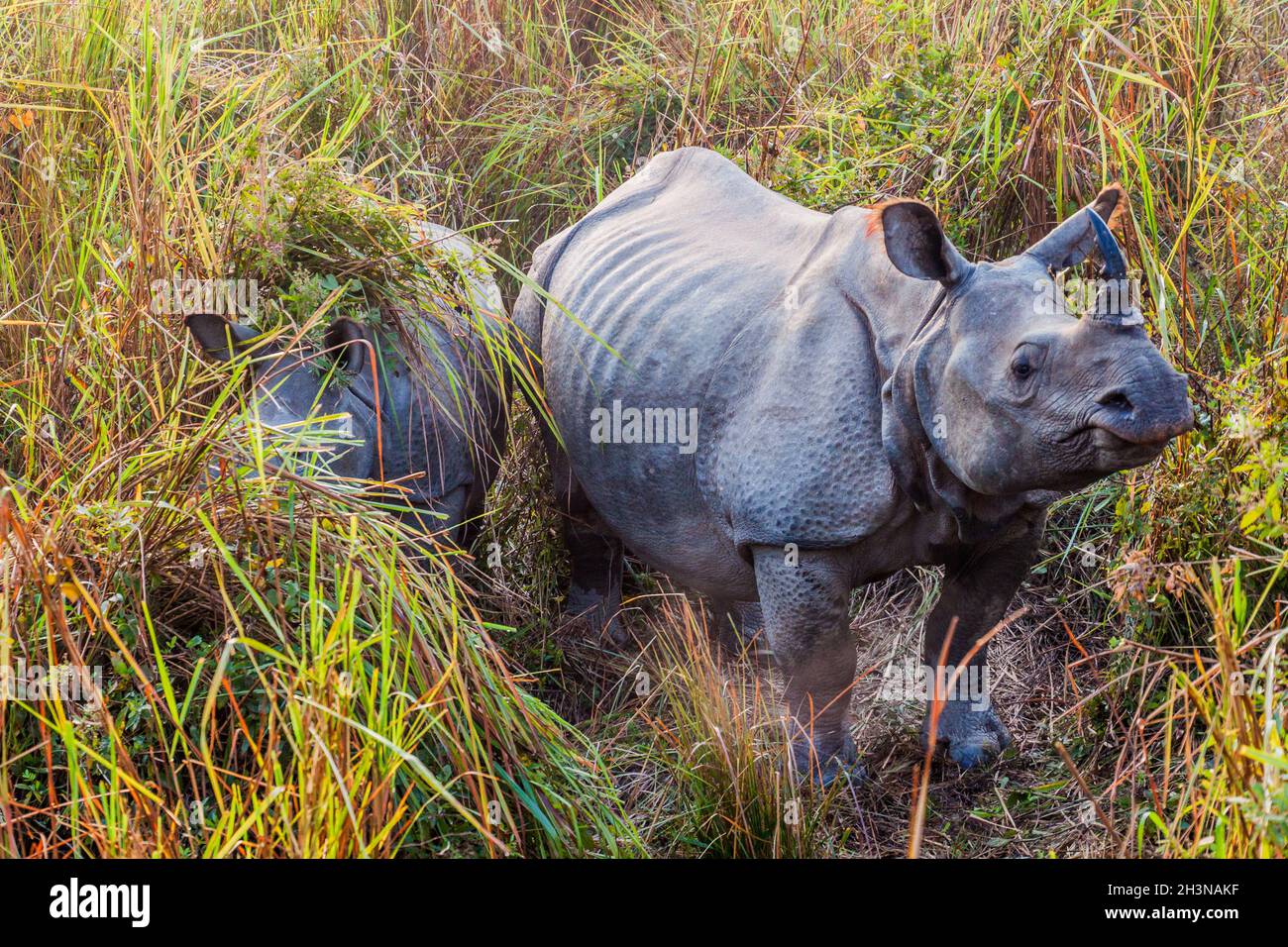 Rinoceronte indiano rinoceronte unicornis nel parco nazionale Kaziranga, India Foto Stock