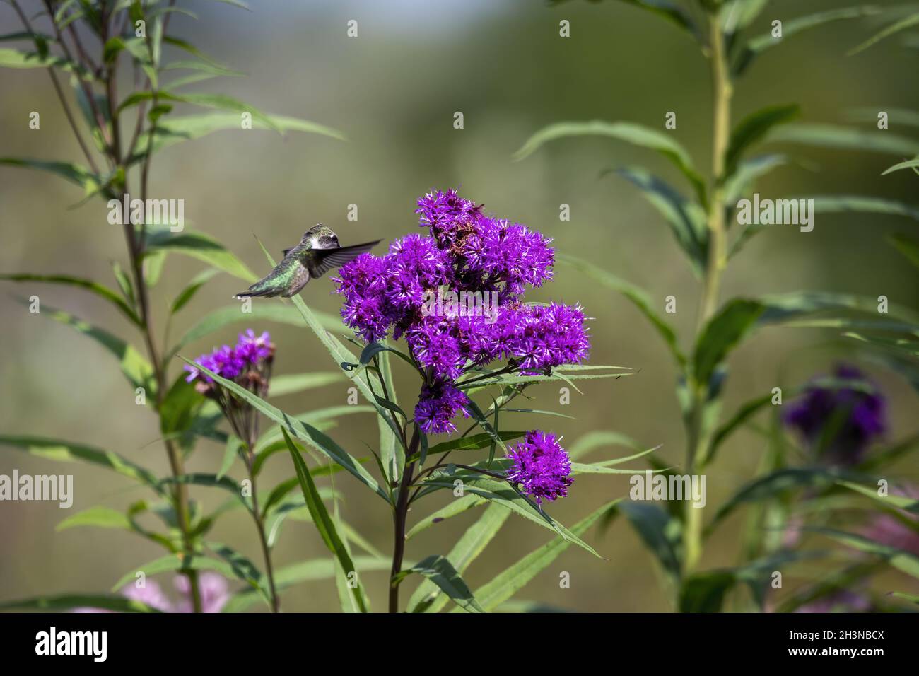 Il gummingbird rubato (Archilochus colubris) beve nettare da un fiore Foto Stock