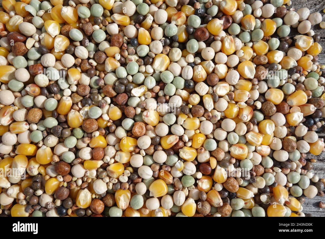 Tauenfutter, piccione foraggio Foto Stock