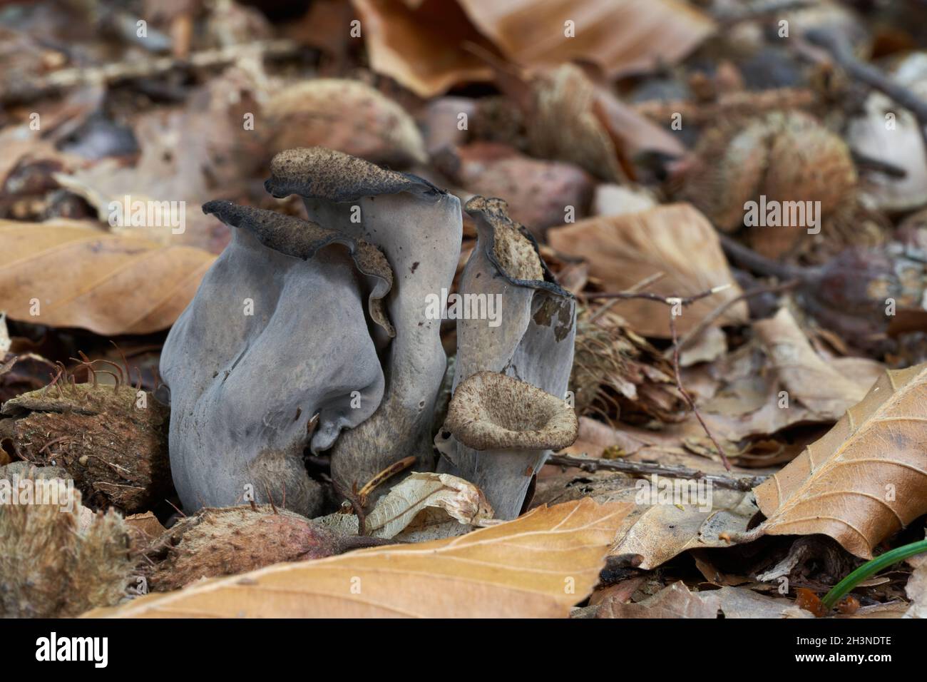 Funghi commestibili Craterellus cornucopioides in faggeta. Conosciuto come canterelle nere o tromba nera. Funghi scuri selvatici che crescono nelle foglie. Foto Stock