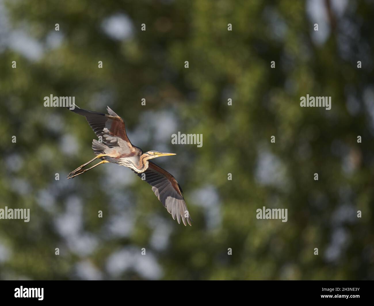 Airone rosso Foto Stock
