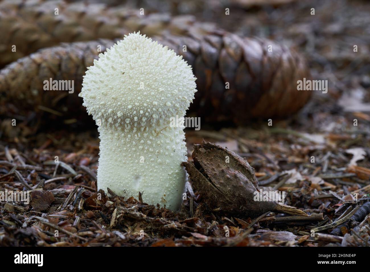 Fungo commestibile Lycoperdon perlatum in abete rosso faggeta. Noto come palla a volo comune o palla a volo. Fungo bianco selvatico che cresce negli aghi. Foto Stock