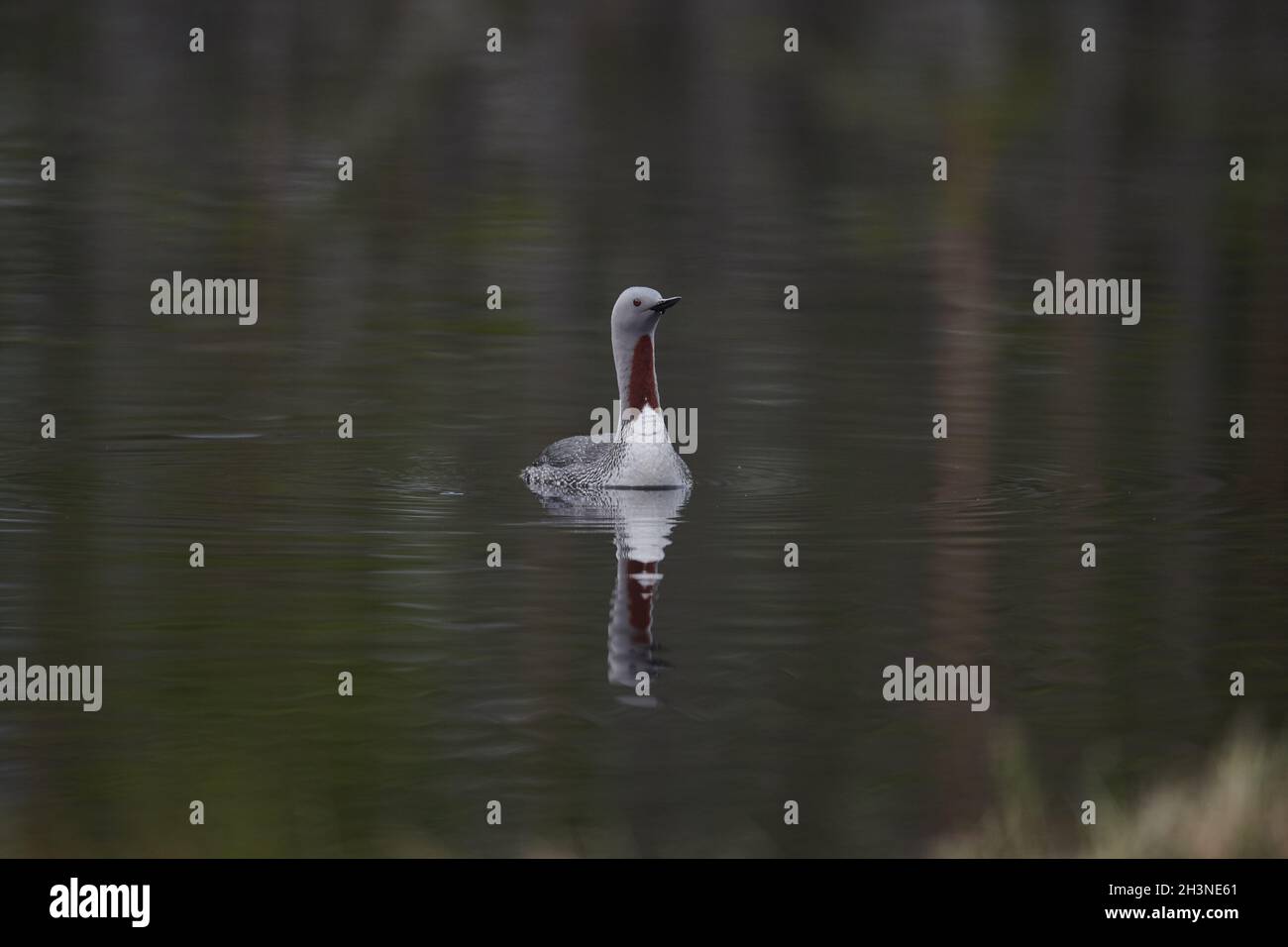 Rosso-throated svasso Foto Stock