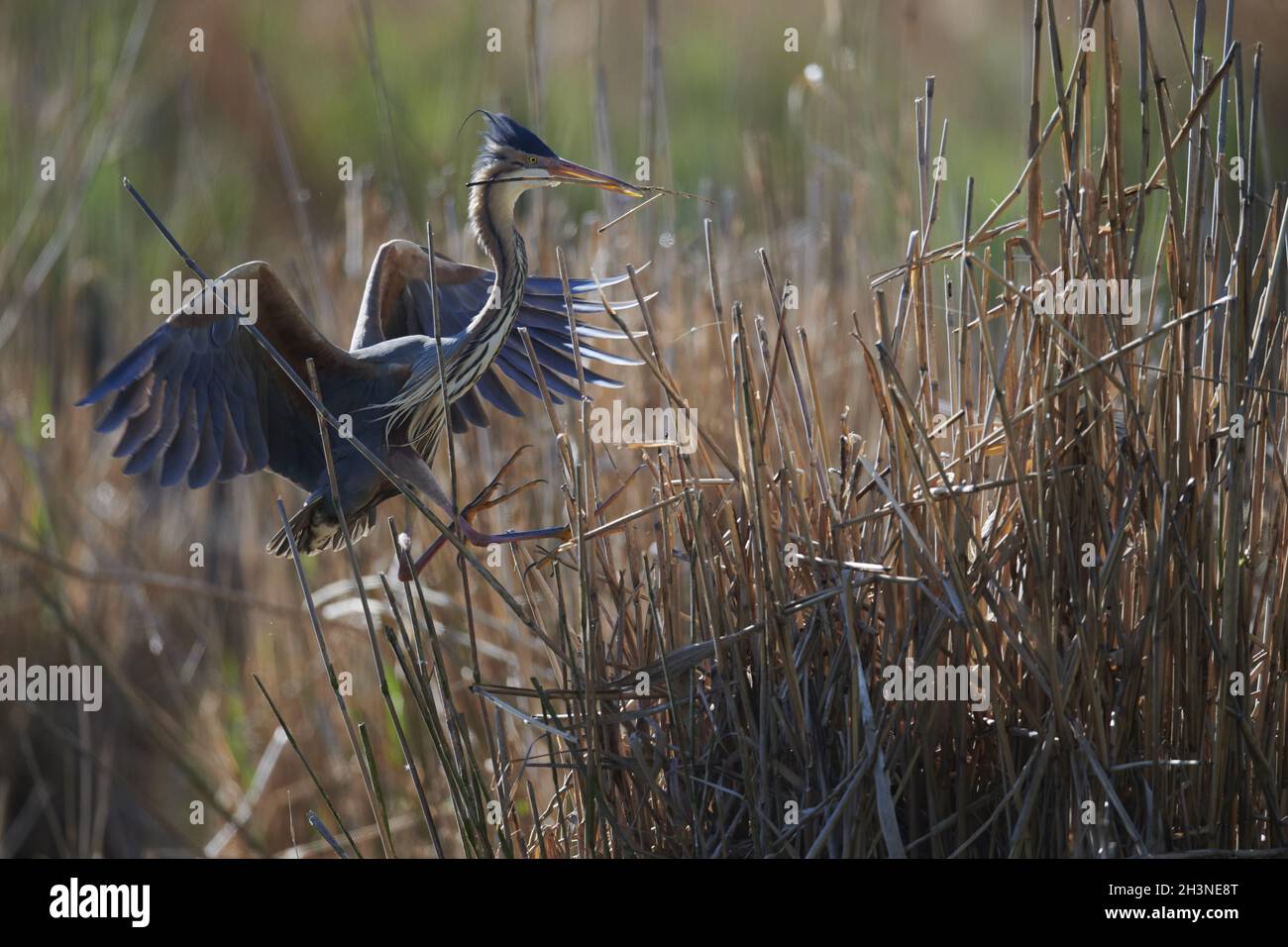 Airone rosso Foto Stock