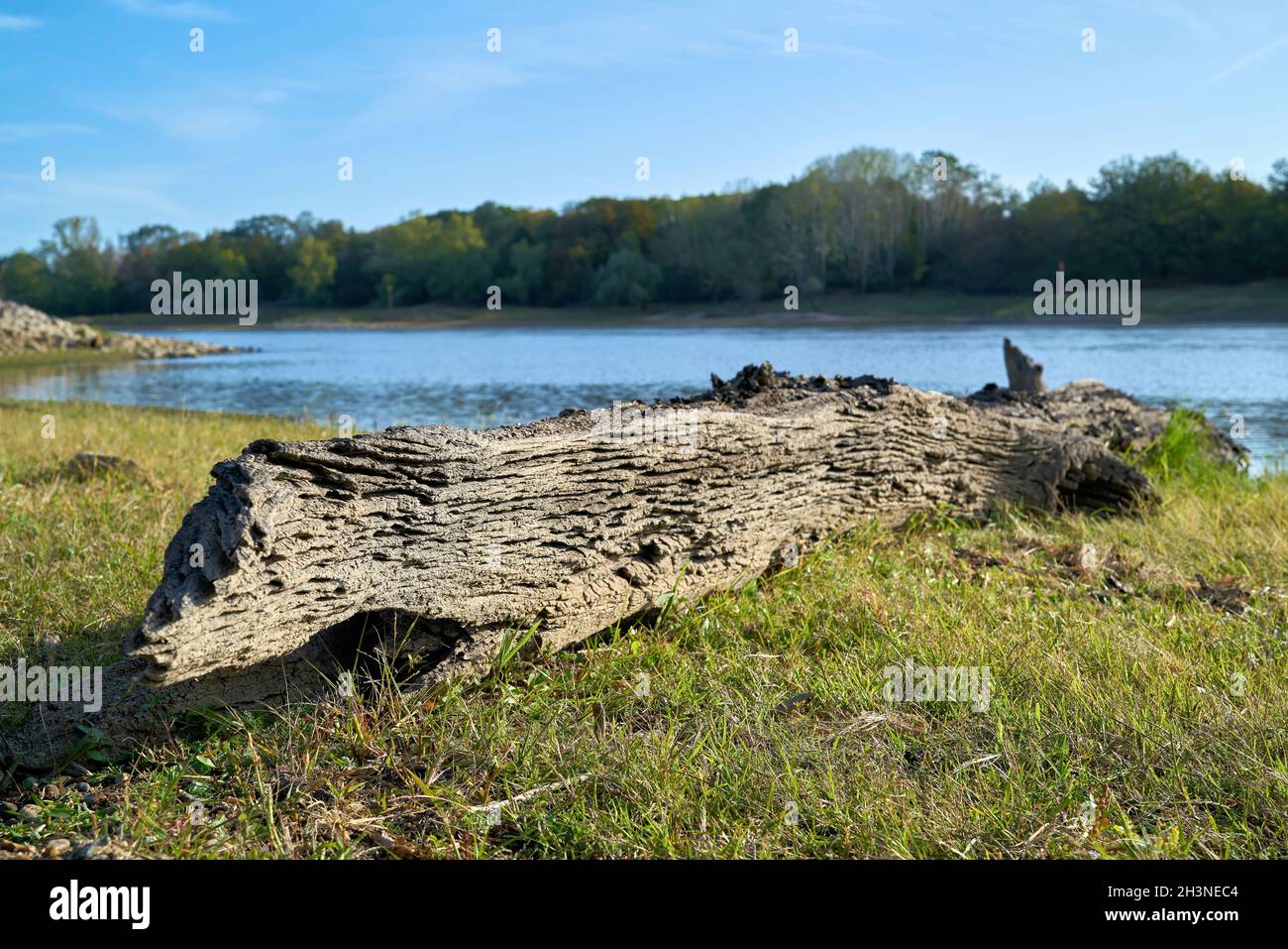 Antica quercia palusta esposta da bassa acqua sulle rive Dell'Elba vicino a Magdeburgo Foto Stock