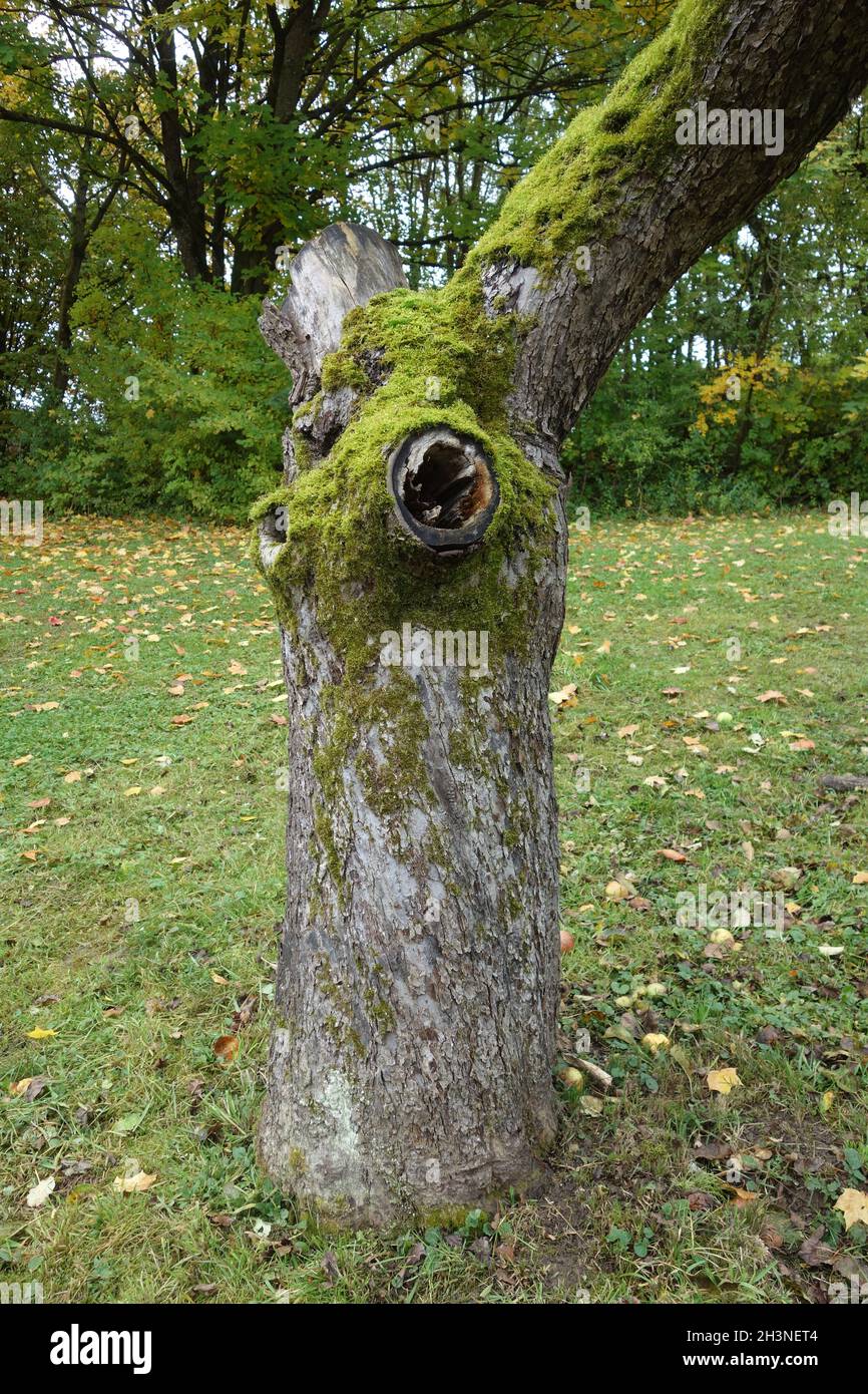 Malus domestica, albero di mele, albero morto Foto Stock