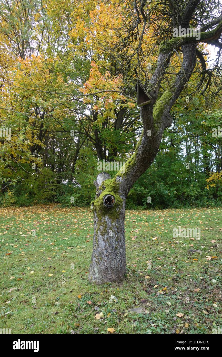 Malus domestica, albero di mele, albero morto Foto Stock