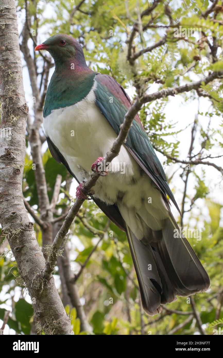Un Kereru nativo della Nuova Zelanda (piccione di legno) arroccato su un ramo sull'isola di Tiritiri Matangi, Hemiphaga novaeseelandiae Foto Stock