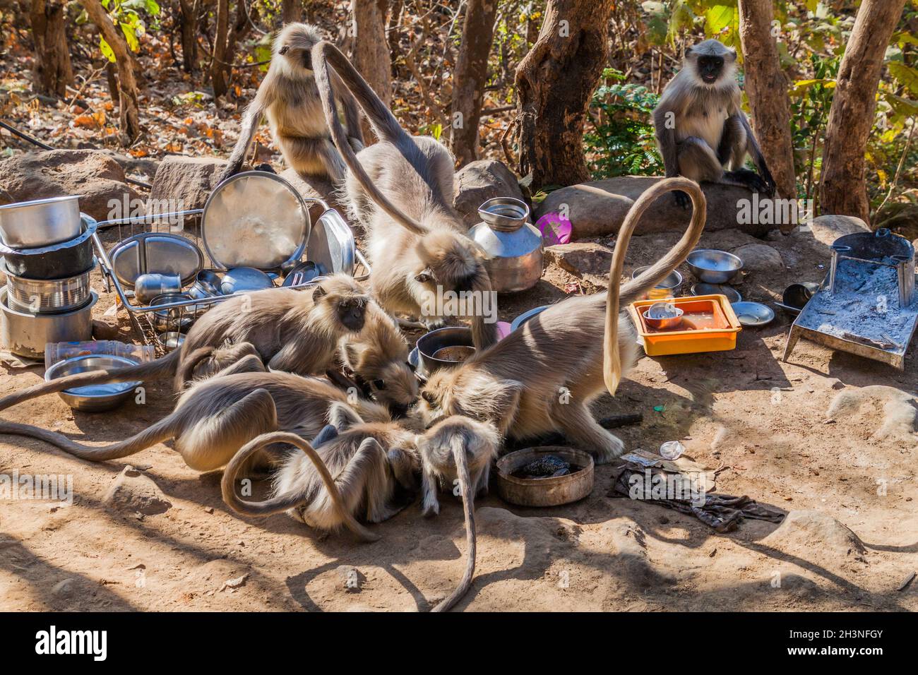 Le scimmie di Langur che si floccano per i resti di cibo a Girnar Hill, Gujarat stato, India Foto Stock