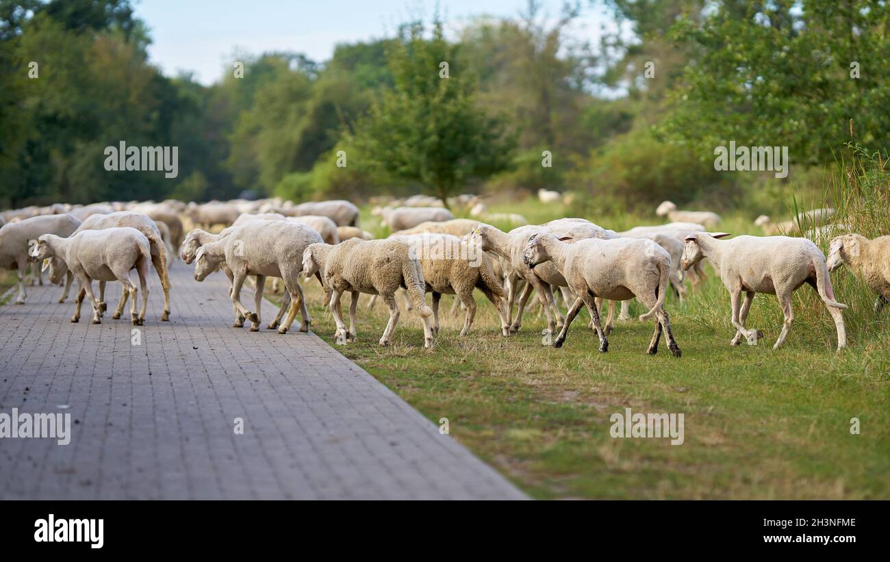 Conservazione del paesaggio da parte di un gregge di pecore sulla pista ciclabile di Elba a Herrenkrug vicino Magdeburg Foto Stock