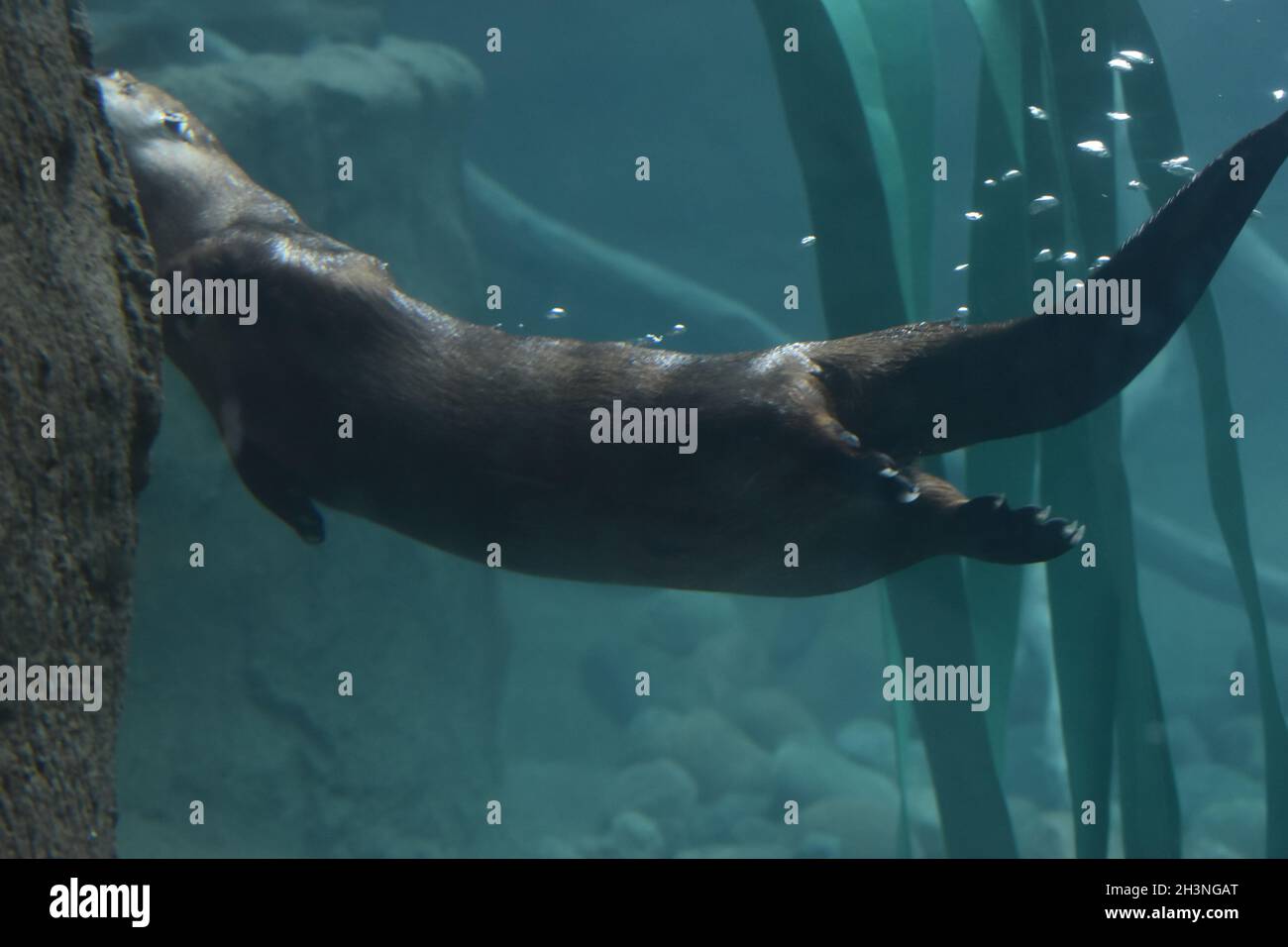 North American River Otter che mostra fuori allo zoo. Foto Stock