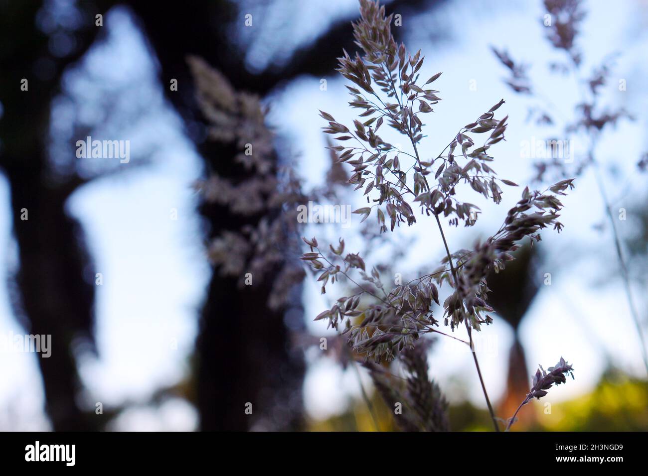 La primavera è arrivata e la vita germogli. Germogli di alberi e altri epifiti terrestri conosciuti come piante aeree. Foto Stock