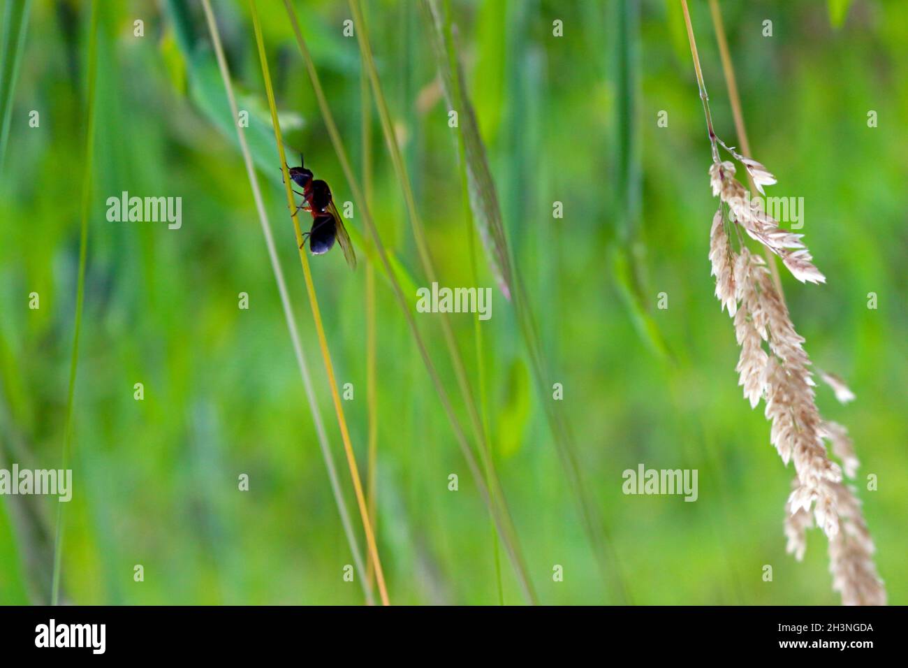 La primavera è arrivata e la vita germogli. Germogli di alberi e altri epifiti terrestri conosciuti come piante aeree. Foto Stock