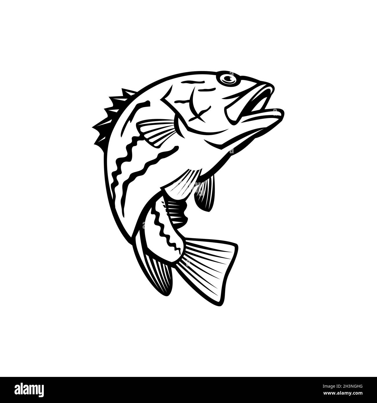 West Australian Dhufish Glaucosoma Hebraicum Westralian Jewfish o West Australian Pearl Perch Jumping Mascot bianco e nero Foto Stock