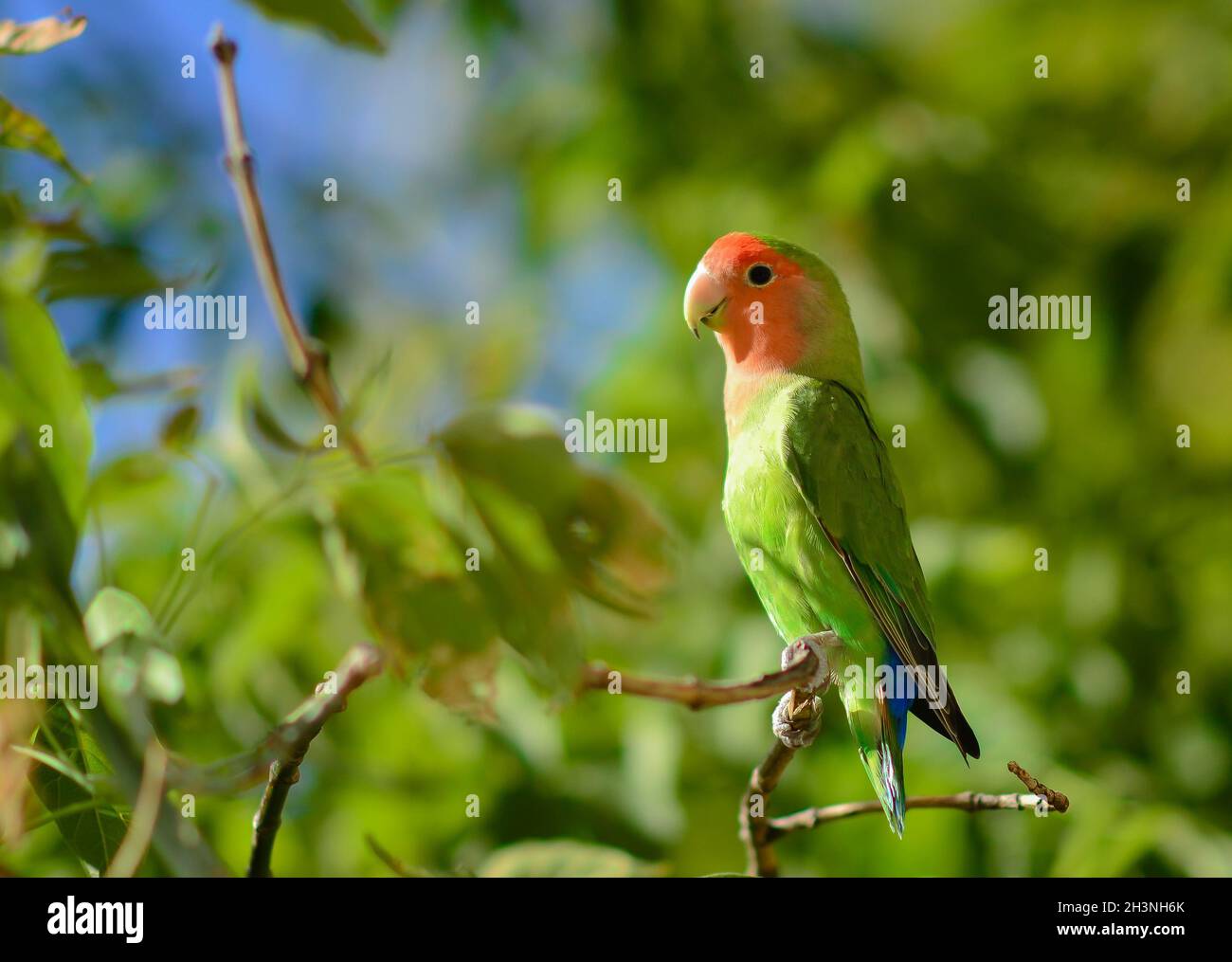 Un uccello colorato arroccato su un ramo di albero Foto Stock