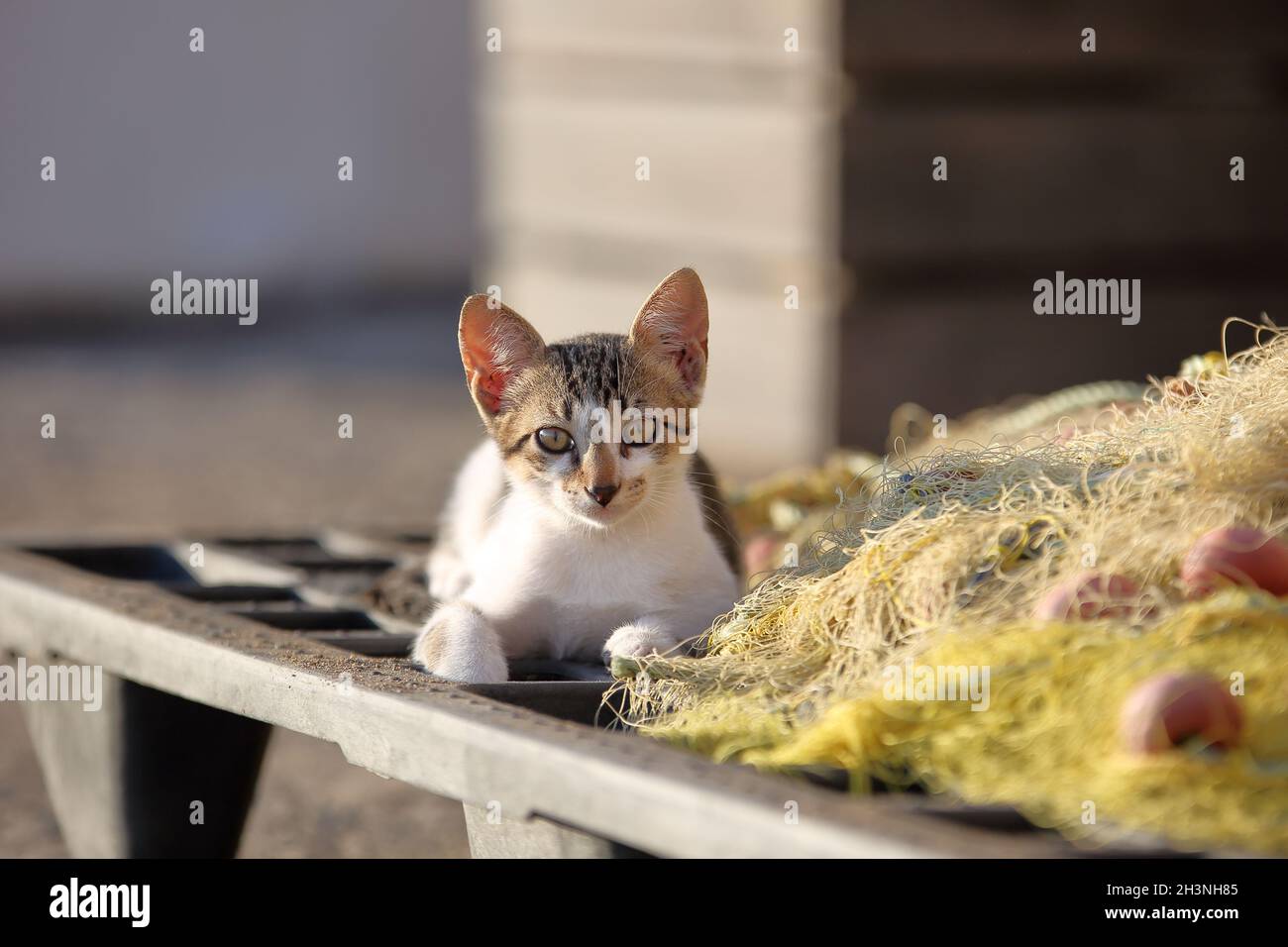 Un piccolo gatto senzatetto si siede e si rilassa sulla rete da pesca nella zona di industrail durante la giornata di sole. Foto Stock