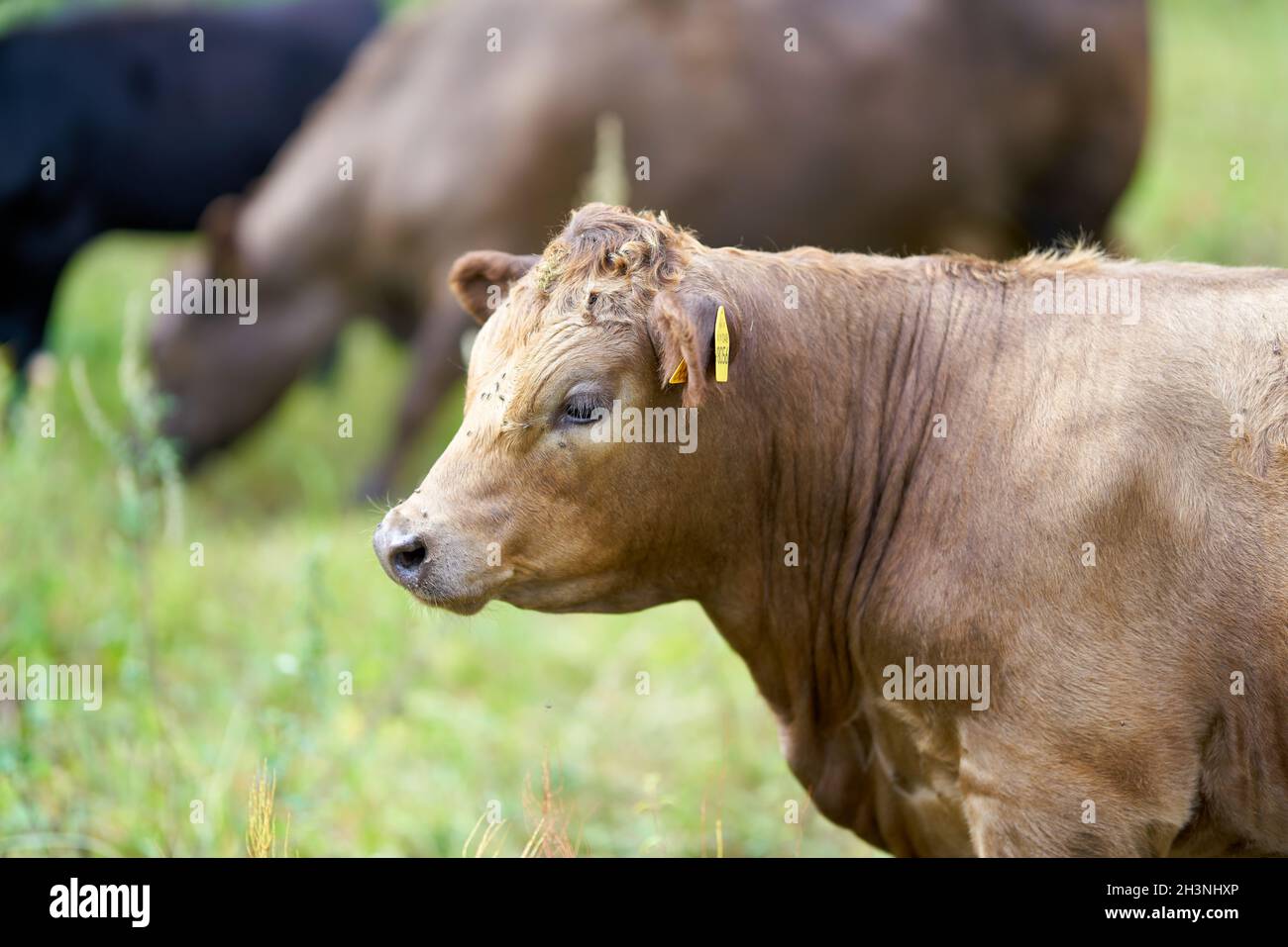 Mucche su un prato in Herrenkrug vicino a Magdeburg usato per conservazione del paesaggio Foto Stock
