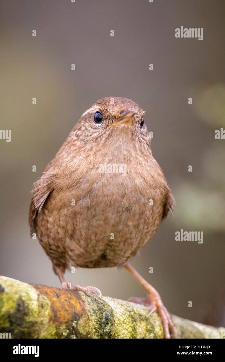 Closeup di un uccello eurasiatico Wren, Troglodytes troglodytes, uccello che canta in una foresta durante la primavera Foto Stock