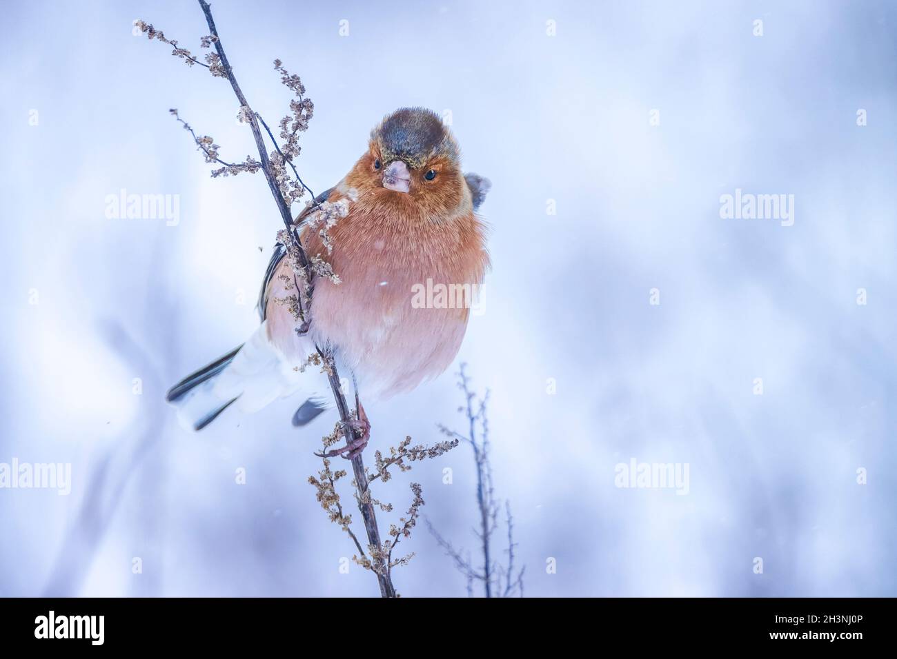Closeup di un maschio chaffinch, Fringilla coelebs, foraging in neve, bella fredda impostazione invernale Foto Stock