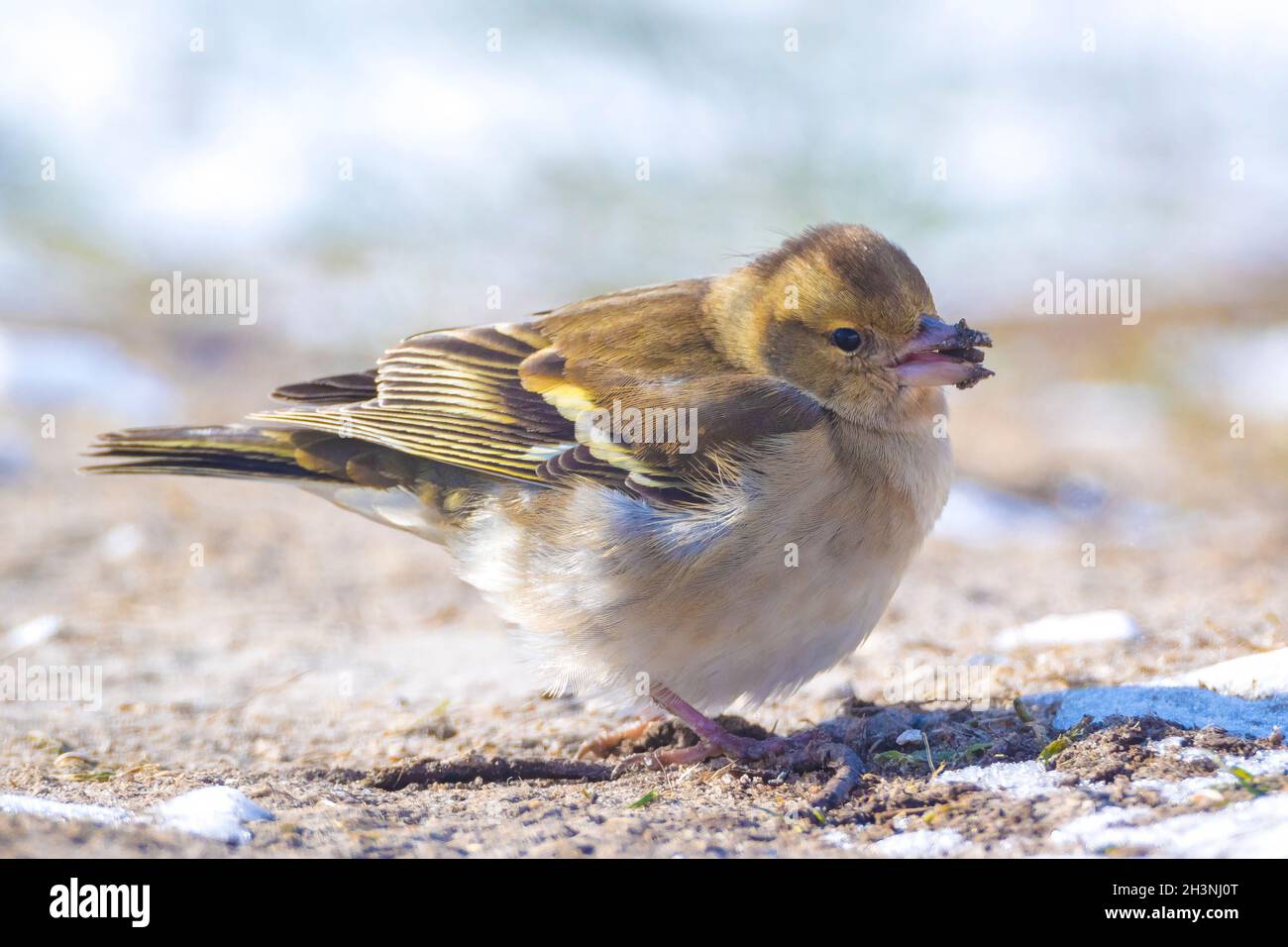 Primo piano di un Chaffinch comune, coelette Fringilla, foraggio di uccelli nella neve, bella fredda impostazione invernale Foto Stock