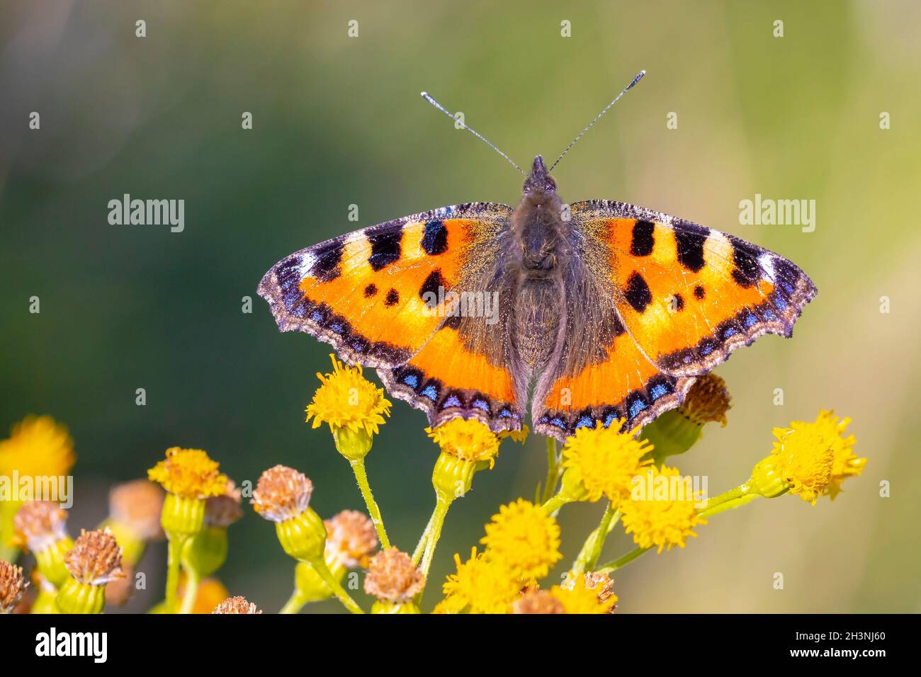 Primo piano della piccola tartaruga Aglais orticae farfalla impollinando fiori gialli. Isolato dalla natura Foto Stock