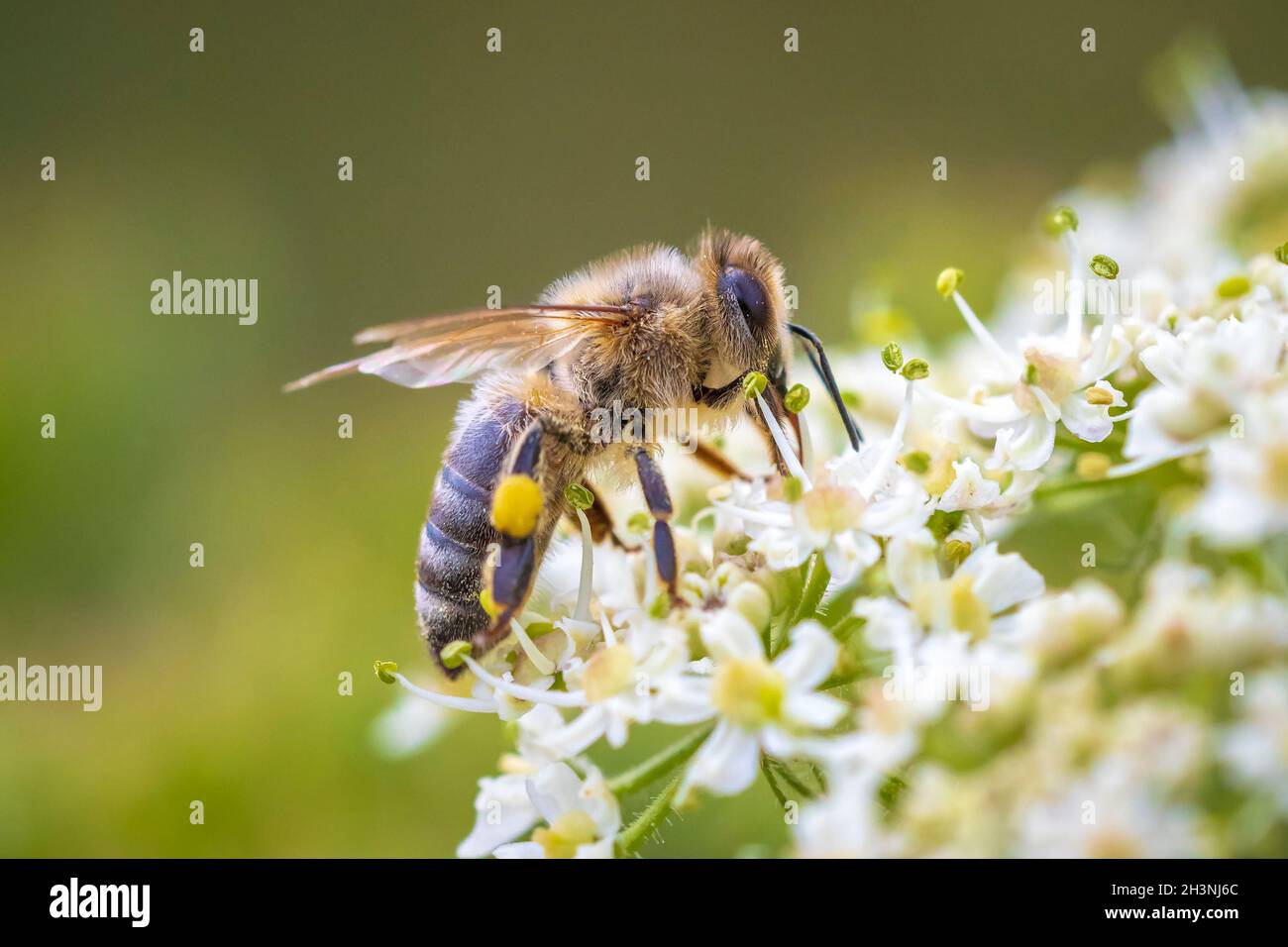 Primo piano di un'ape occidentale o di un'ape europea di miele Apis mellifera che alimenta nettare di fiori bianchi Foto Stock