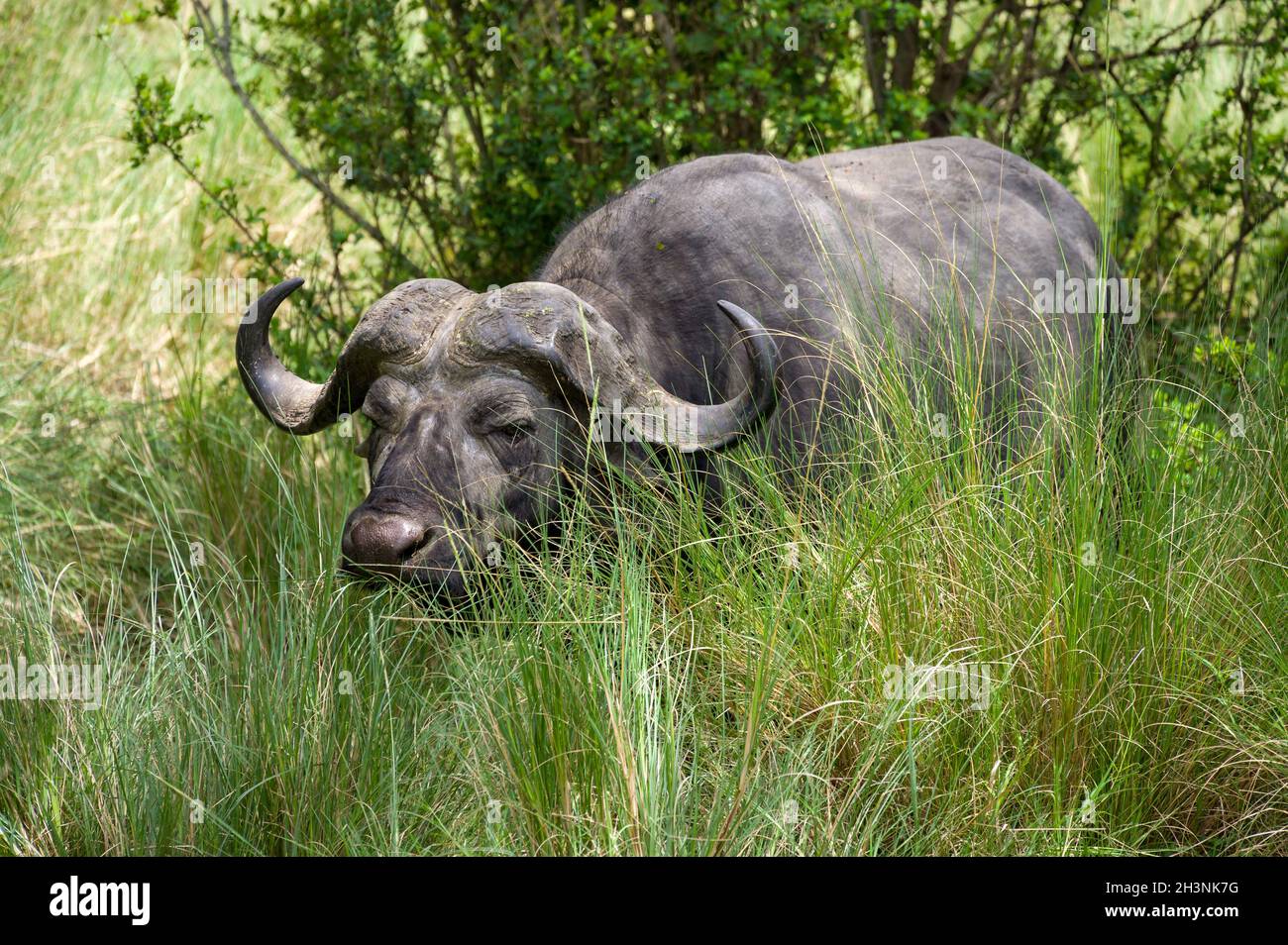 Bufalo africano o del Capo (caffer di Syncerus) in erba alta, Masai Mara National Game Park Reserve, Kenya, Africa orientale Foto Stock Bufalo africano o del Capo (caffer di Syncerus) in erba alta, Masai Mara National Game Park Reserve, Kenya, Africa orientale Foto Stock
