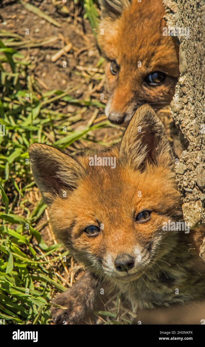 Giovani volpi rosse 'Vulpes vulpes' Foto Stock