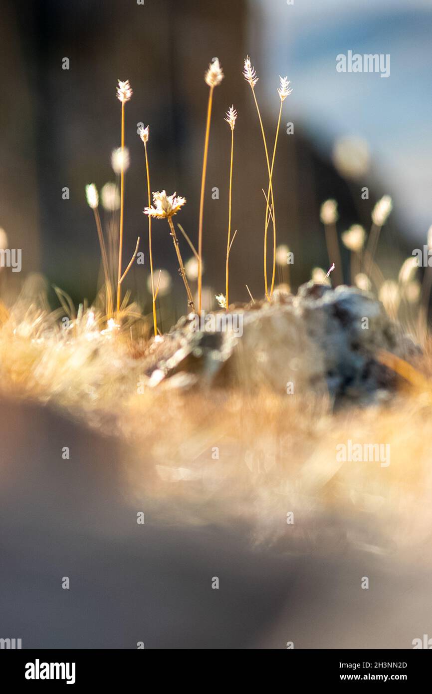 Piante in prato ad Altai. Erbe e fiori di Altai. Foto Stock