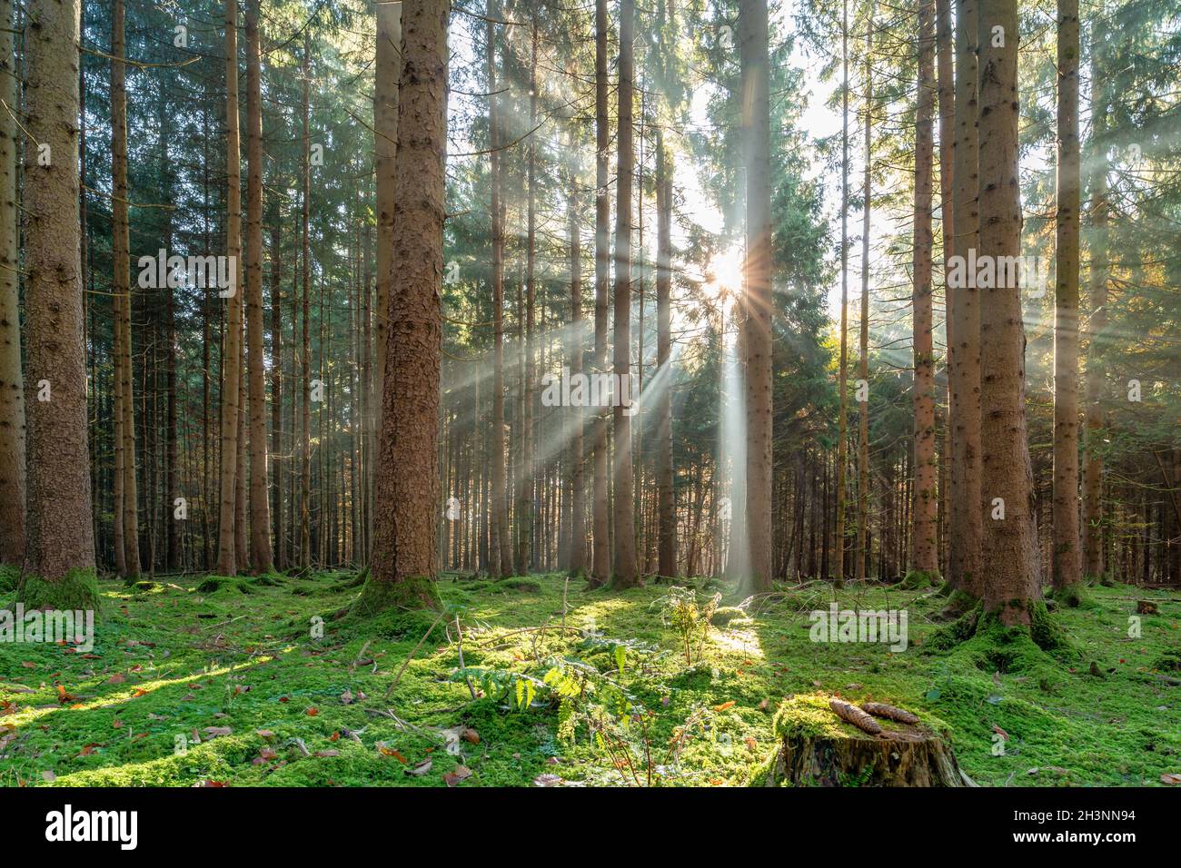 Una fantastica luce autunnale che brilla attraverso la foresta. Foto Stock