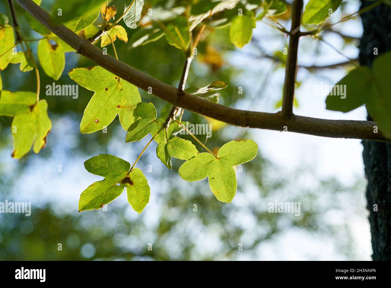 Foglie di un acero di Montpellier (Acer monspessulanum) in autunno in un parco Foto Stock