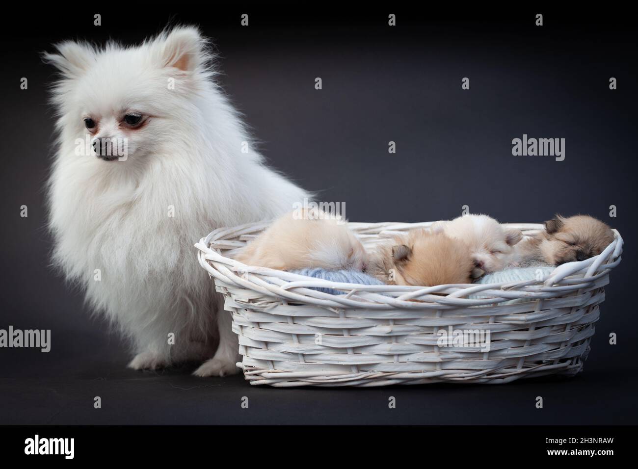 Pomeranian spitz madre cane e cuccioli. Foto Stock