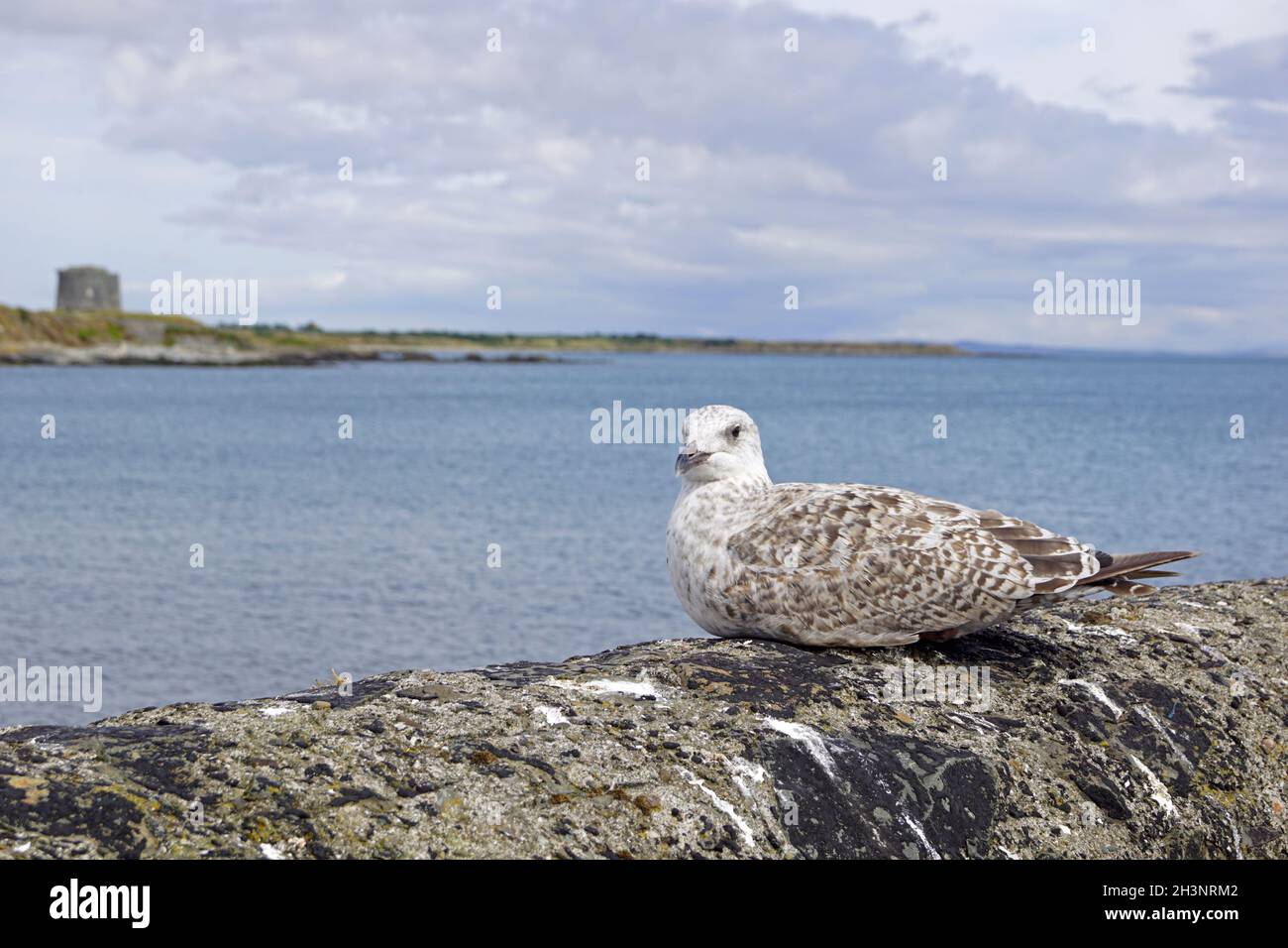 Uccelli marini al porto di Balbriggan Foto Stock
