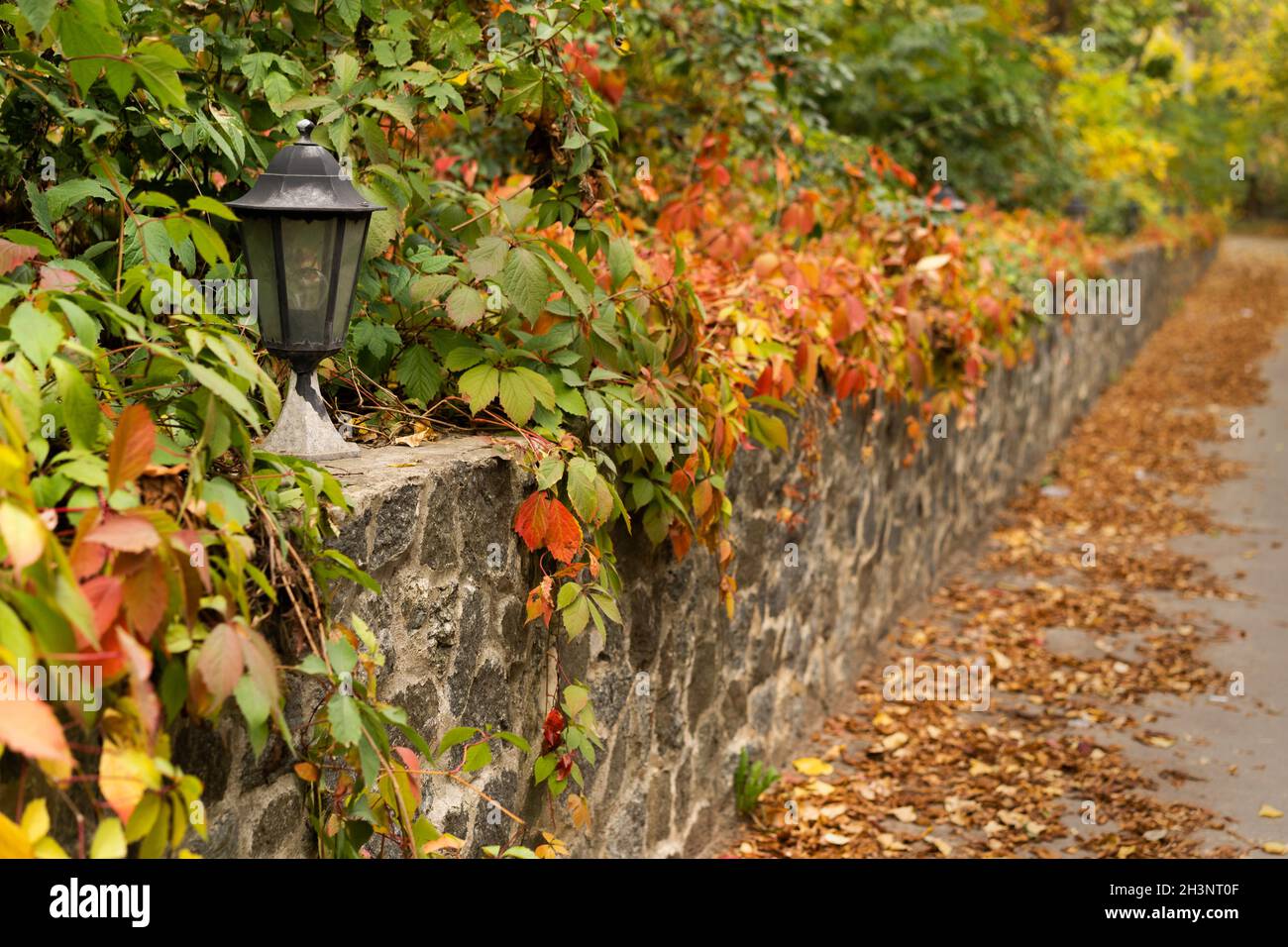 Vecchia lanterna di strada arrugginita in bella infiorescenza di giardino d'edera d'autunno o di uve selvatiche. Messa a fuoco selettiva Foto Stock