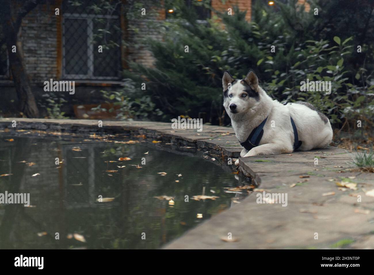 Bianco con orecchie nere Husky che indossa schleia a piedi guarda la macchina fotografica mentre si posa su fontana o stagno contro di cadere giallo l Foto Stock