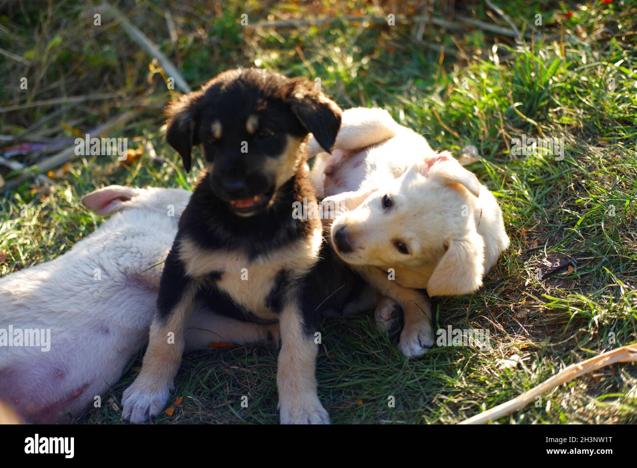Piccoli cani cuccioli che giocano sull'erba all'aperto Foto Stock