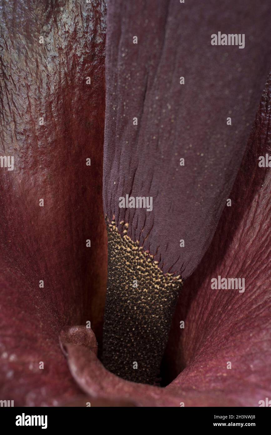 Fiore di Amorphophallus konjac Foto Stock