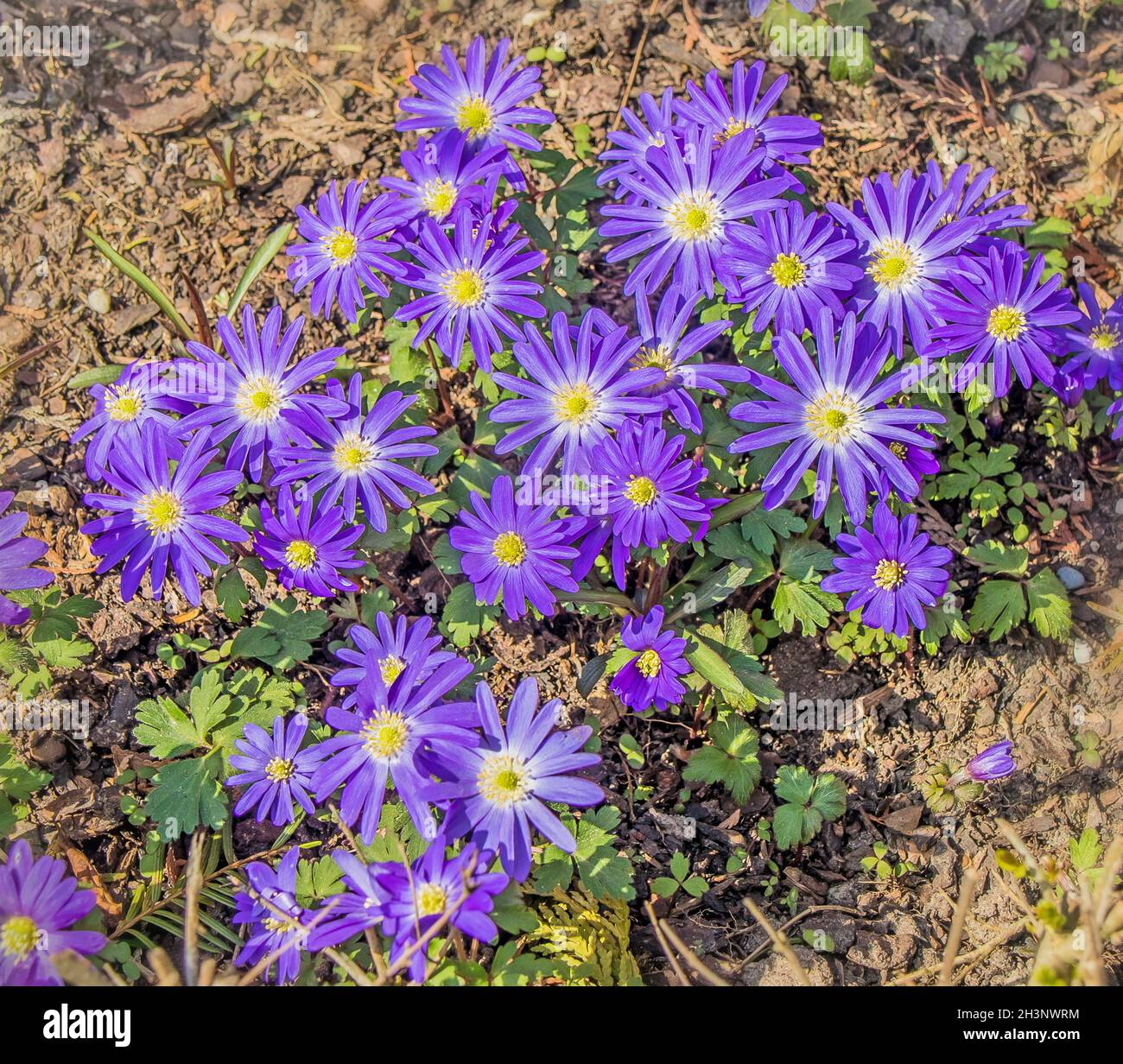 Anemone balcanico "Anemone blanda" Foto Stock