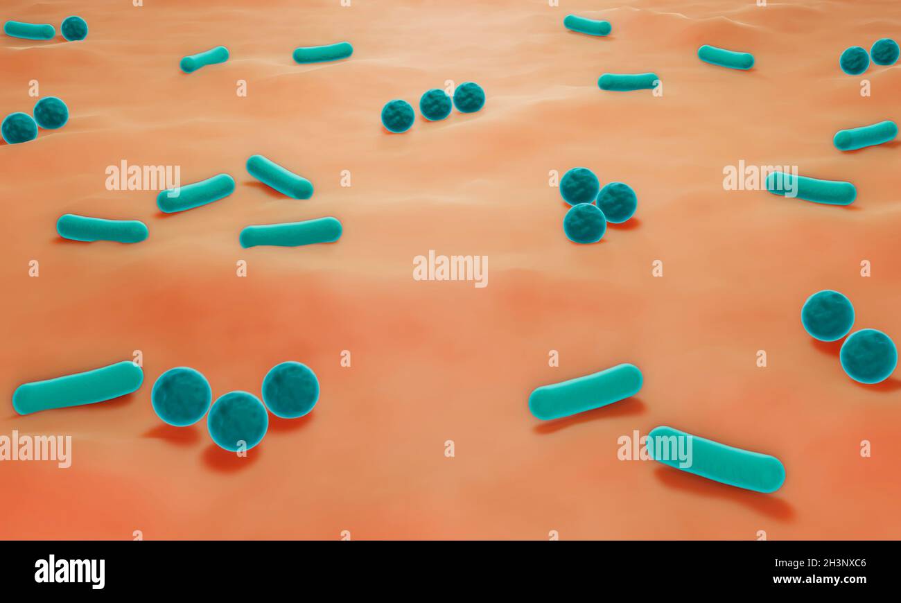 Batteri della pelle, illustrazione Foto Stock
