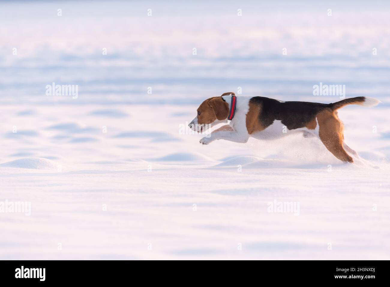 Beagle cane salta attraverso un campo nevoso in distanza Foto Stock