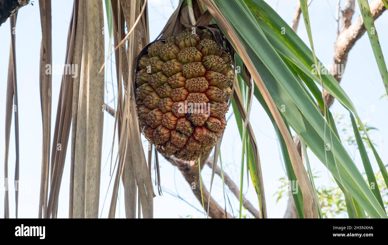 Pandanus avvitare pinoli sull'albero Foto Stock