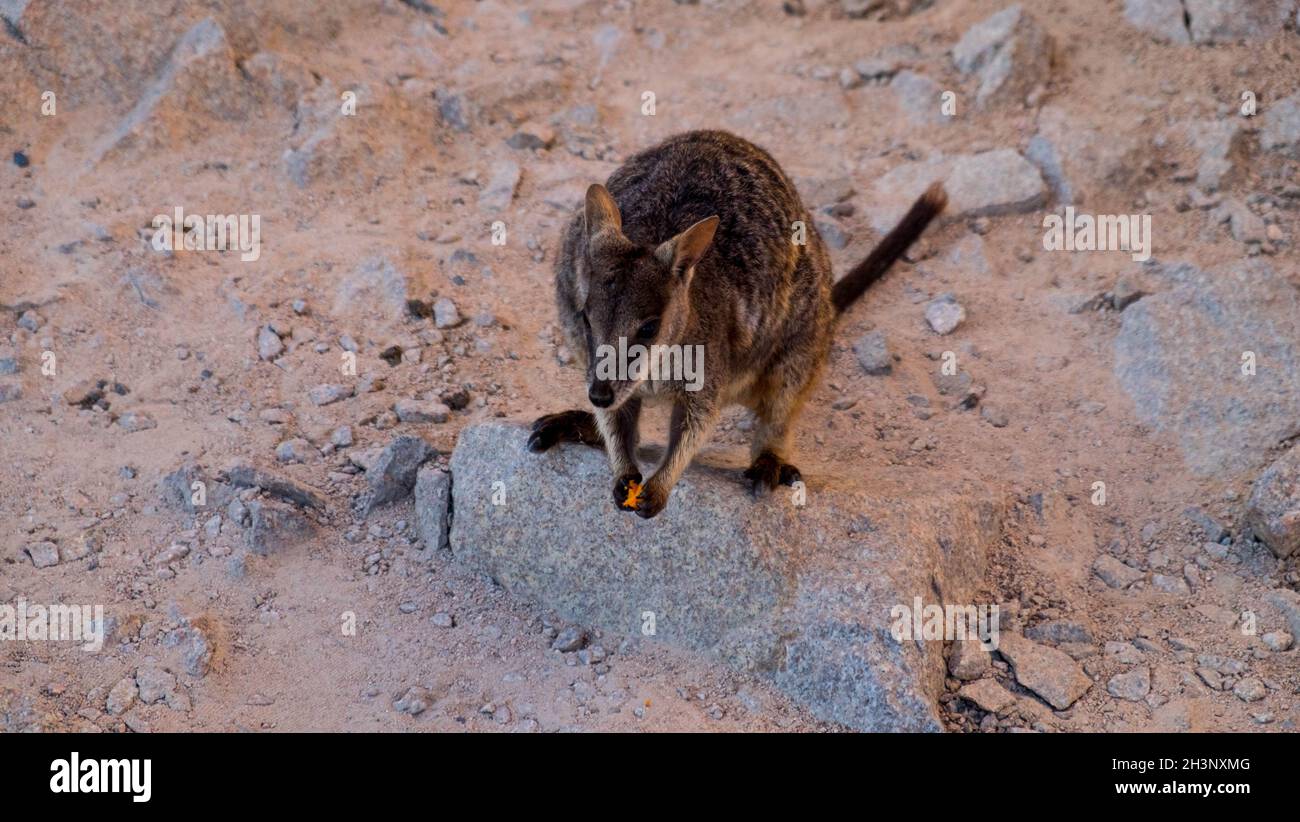 Wallabies di roccia in Magnetic Island, Queensland, Australia Foto Stock