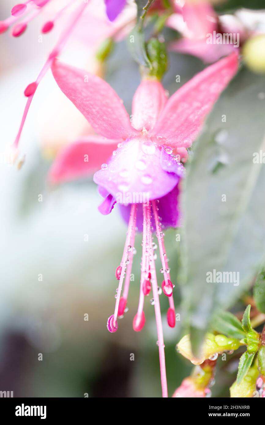 Fucsia ibrida. Fiore esotico dai colori bicolore. Messa a fuoco selezionata. Foto Stock