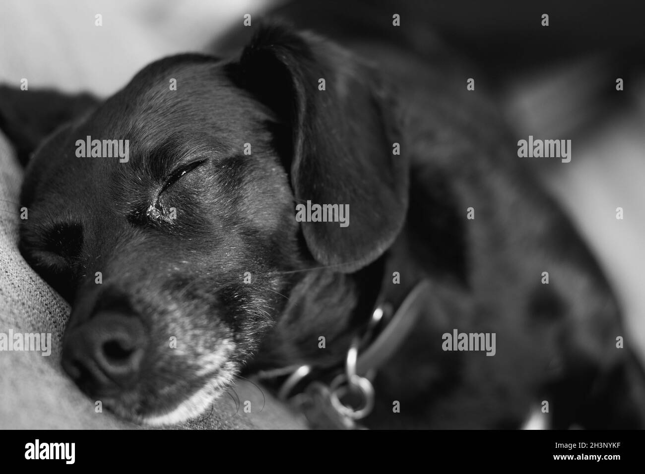 Primo piano sul cane nero che dorme. Animali domestici che riposano a casa Foto Stock