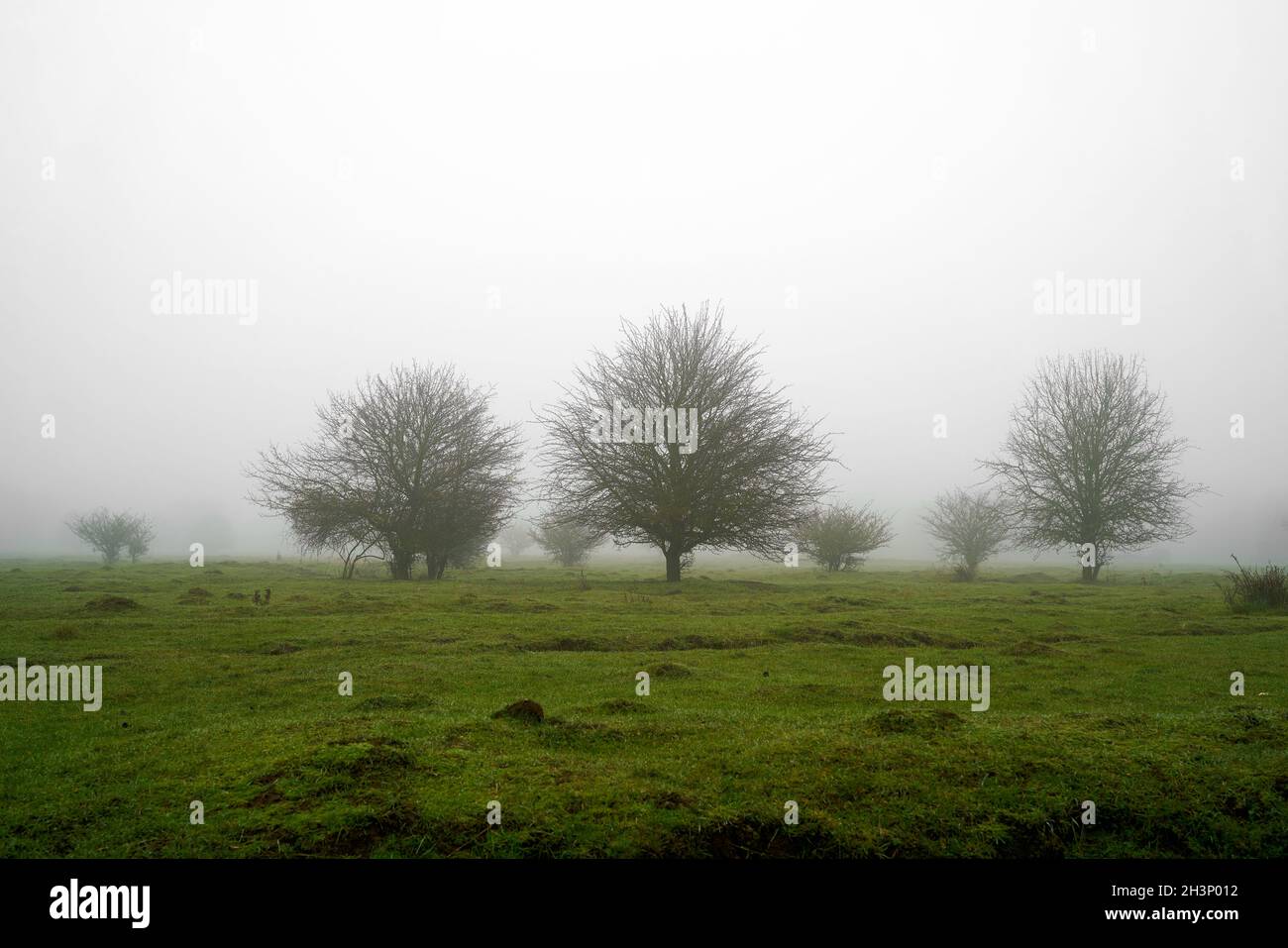 Cespugli di biancospino nel parco di Herrenkrug vicino a Magdeburg nella nebbia Foto Stock
