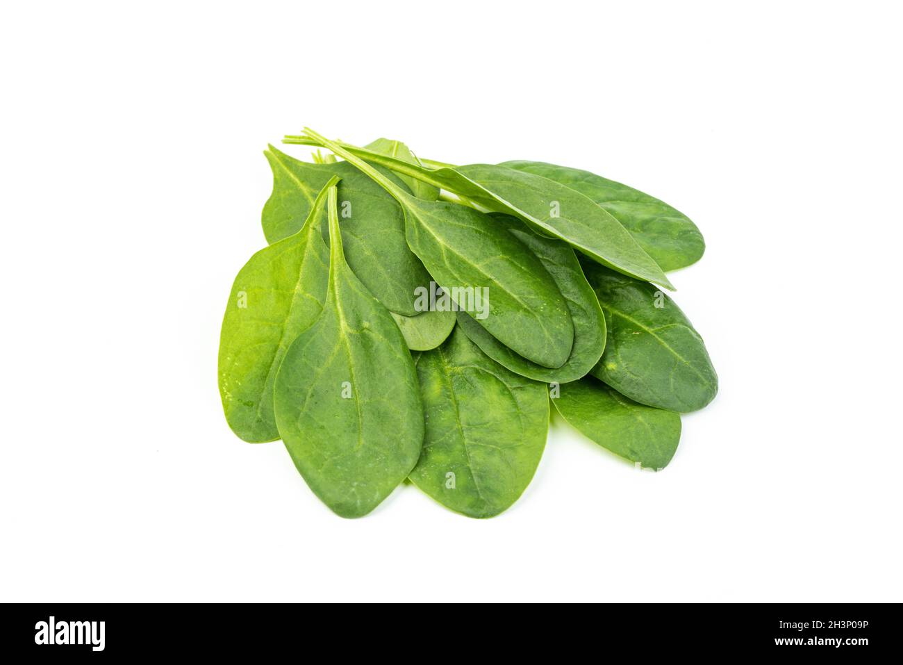Spinaci appena raccolti su fondo bianco isolato Foto Stock