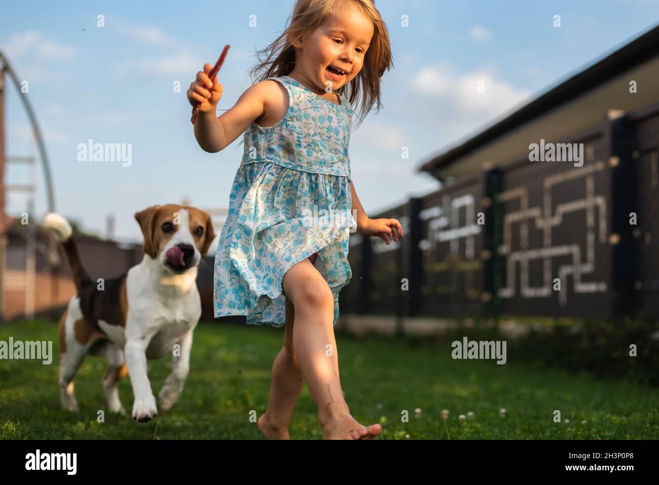 Bambina che corre con cane beagle in cortile il giorno d'estate. Foto Stock